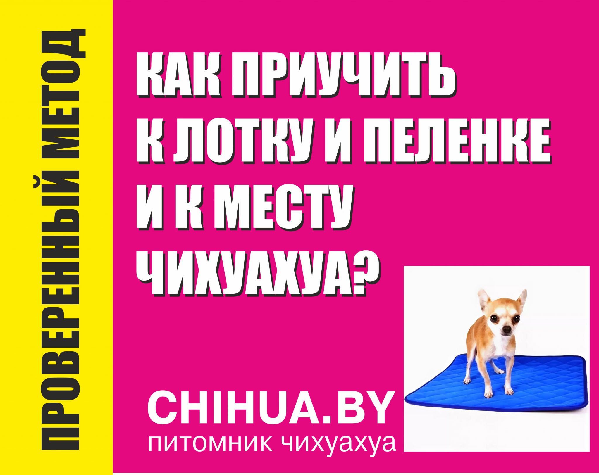 Приучить щенка чихуахуа к пеленке. Как приучить чихуа к лотку. Как приучить чихуахуа к пеленке. Пеленки для чихуахуа. Как приучить собаку к туалету чихуахуа.