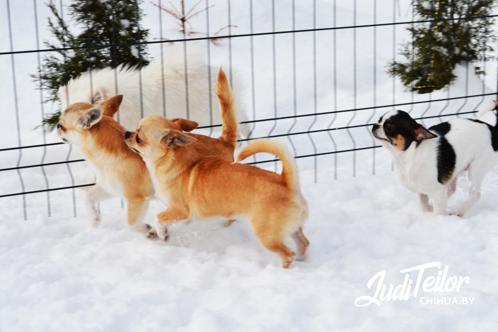 Немного свежих зимних фото наших собак