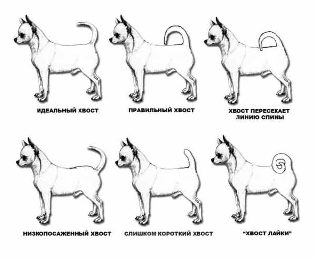 Типы хвостов собак