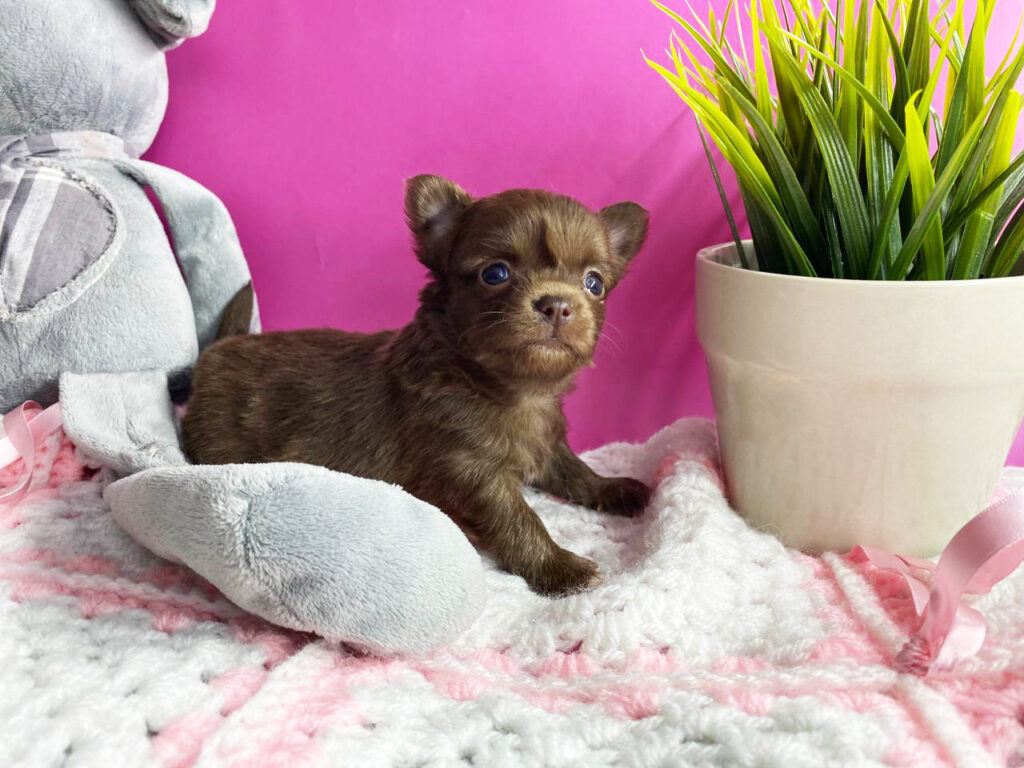 Щенки в продаже - Питомник чихуахуа Беларусь JudiTeilor 🐶 FCI kennel  chihuahua