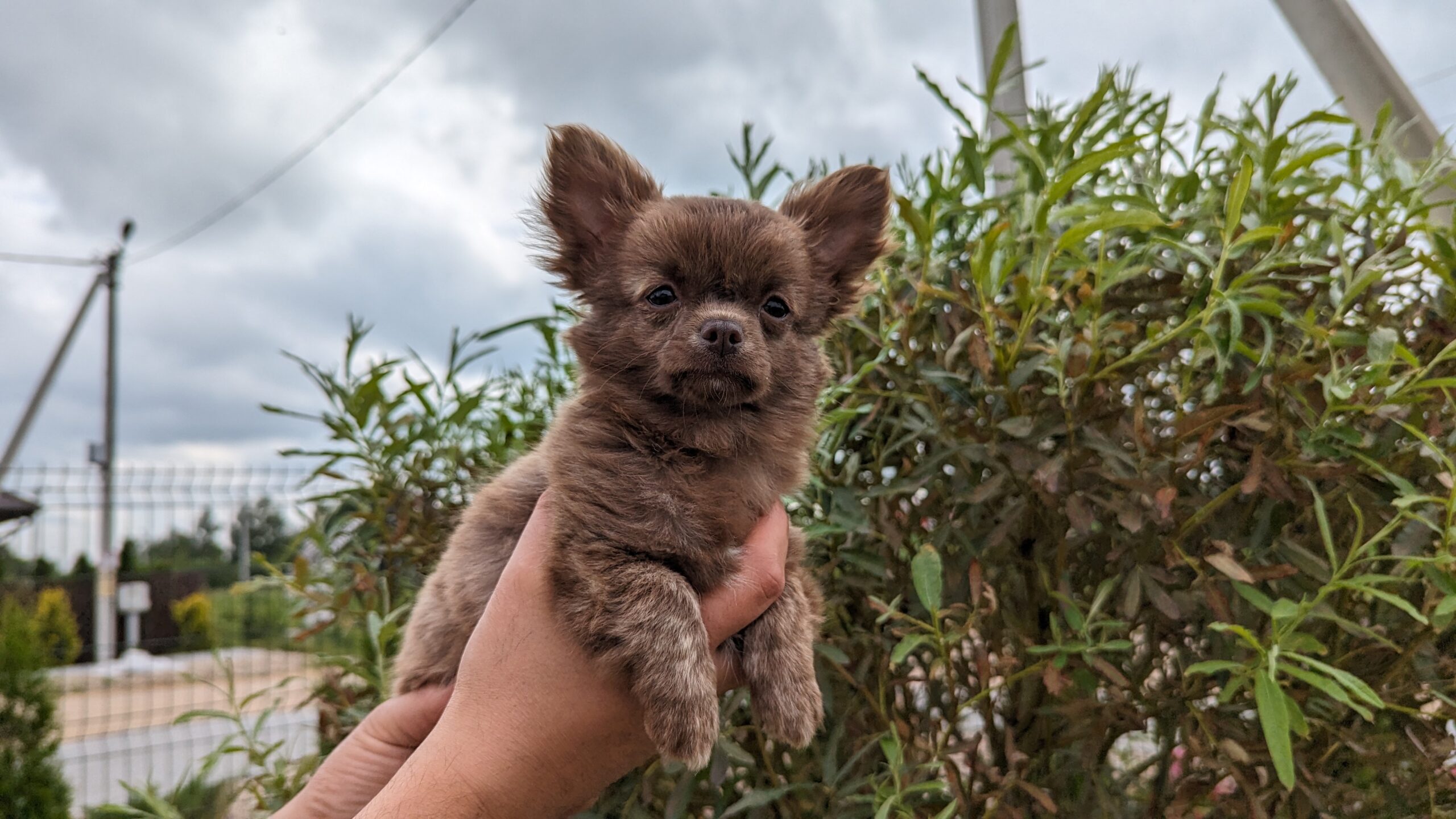 Архивы питомник чихуахуа - Питомник чихуахуа Беларусь JudiTeilor ? FCI  kennel chihuahua