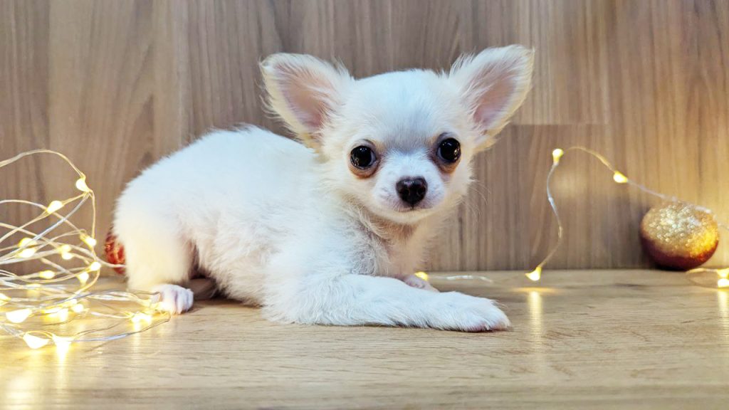 Дарси Джуди Тейлор – длинношерстная кремовая девочка – резерв Литва