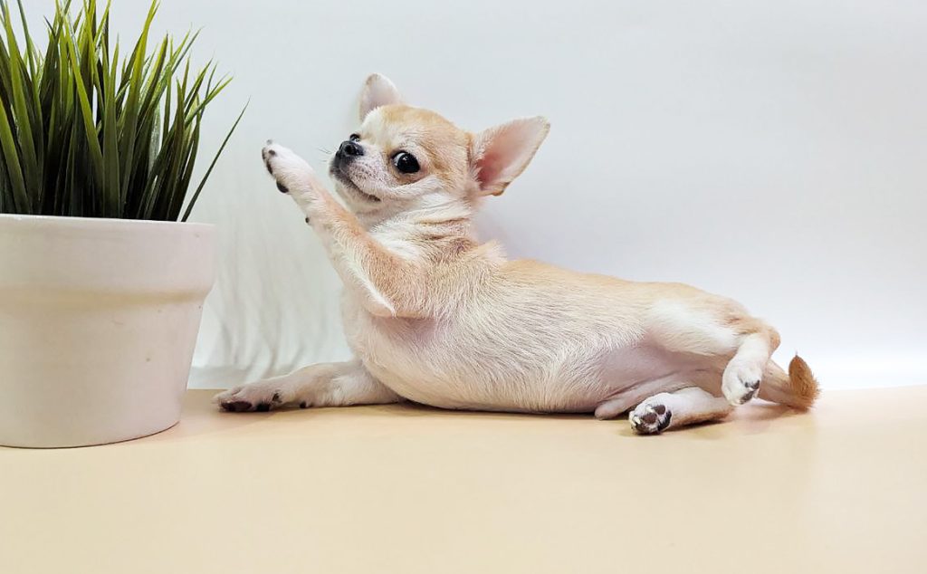 Барни Джуди Тейлор – короткошерстный рыжий мальчик – резерв Москва