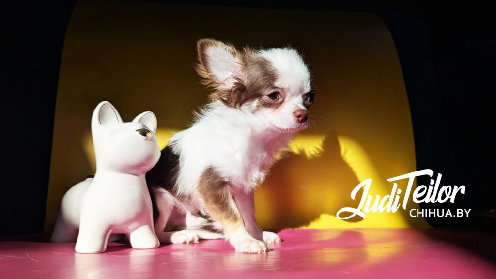 Джокер Джуди Тейлор – длинношерстный шоколадно-белый мальчик – резерв ОАЭ