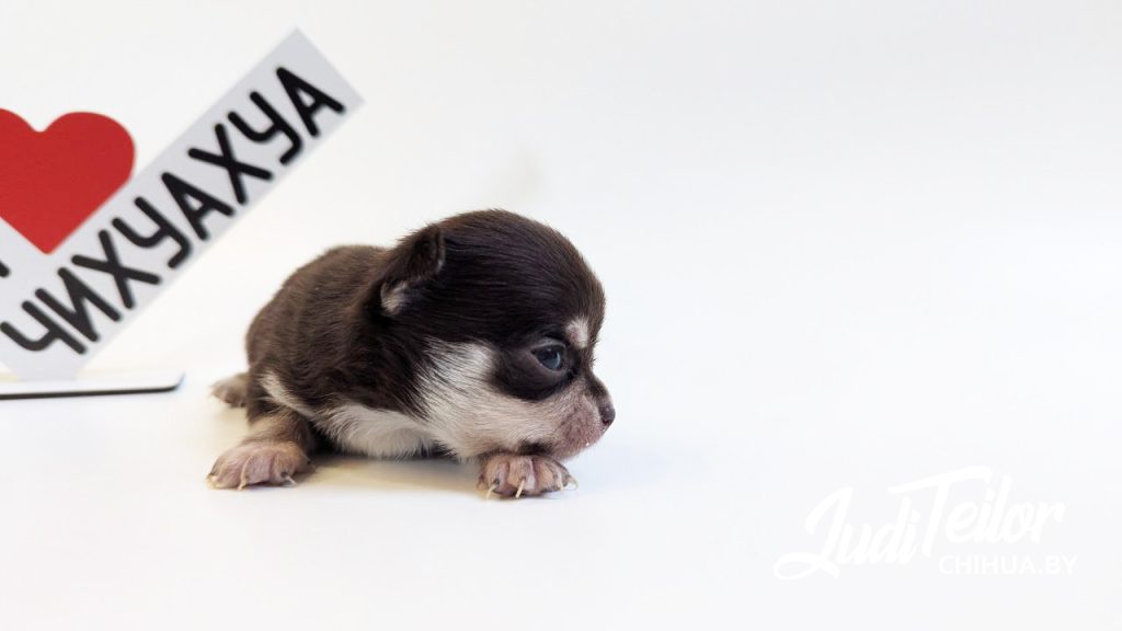 Фокс Джуди Тейлор – короткошерстный мальчик – шоколадный триколор – резерв Москва