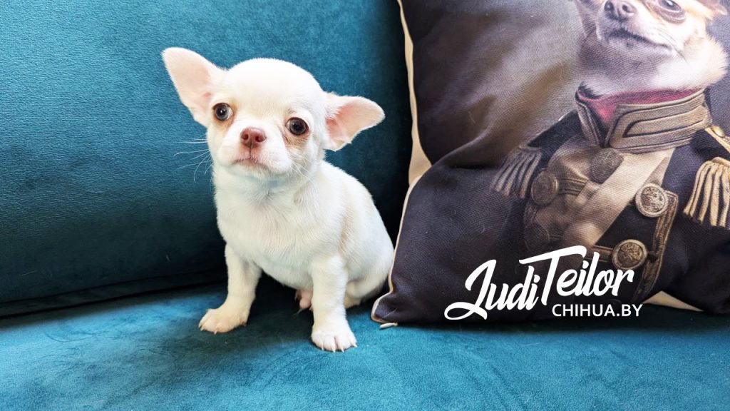 Тайсон Джуди Тейлор – короткошерстный мальчик – резерв Москва