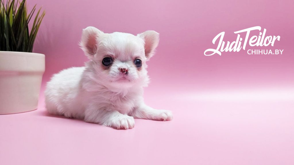 Рич Джуди Тейлор – длинношерстный кремовый малыш – резерв Минск