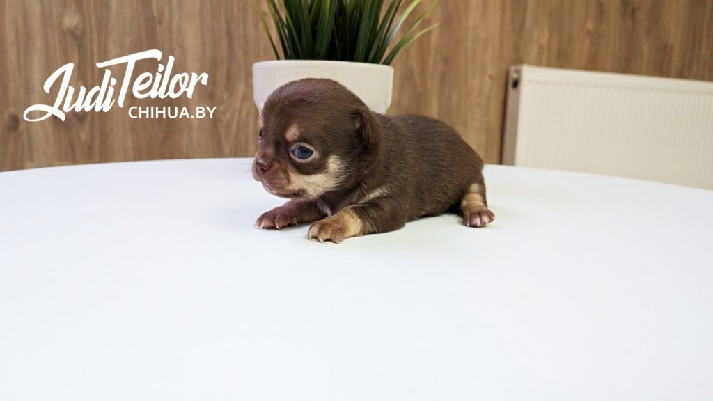 Прада Джуди Тейлор – короткошерстная шоколадная девочка – резерв Беларусь