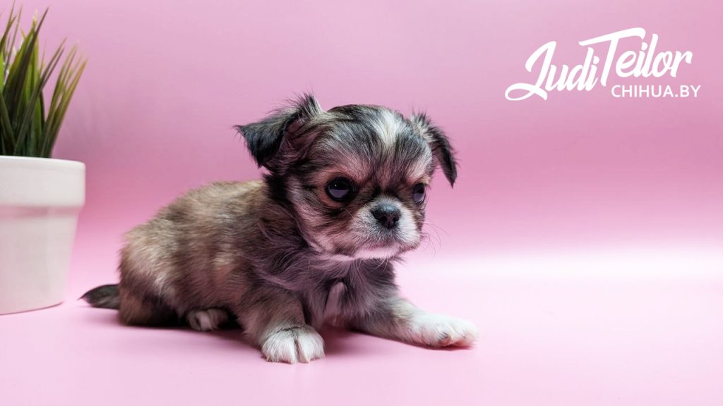 Рики Джуди Тейлор – длинношерстный мальчик