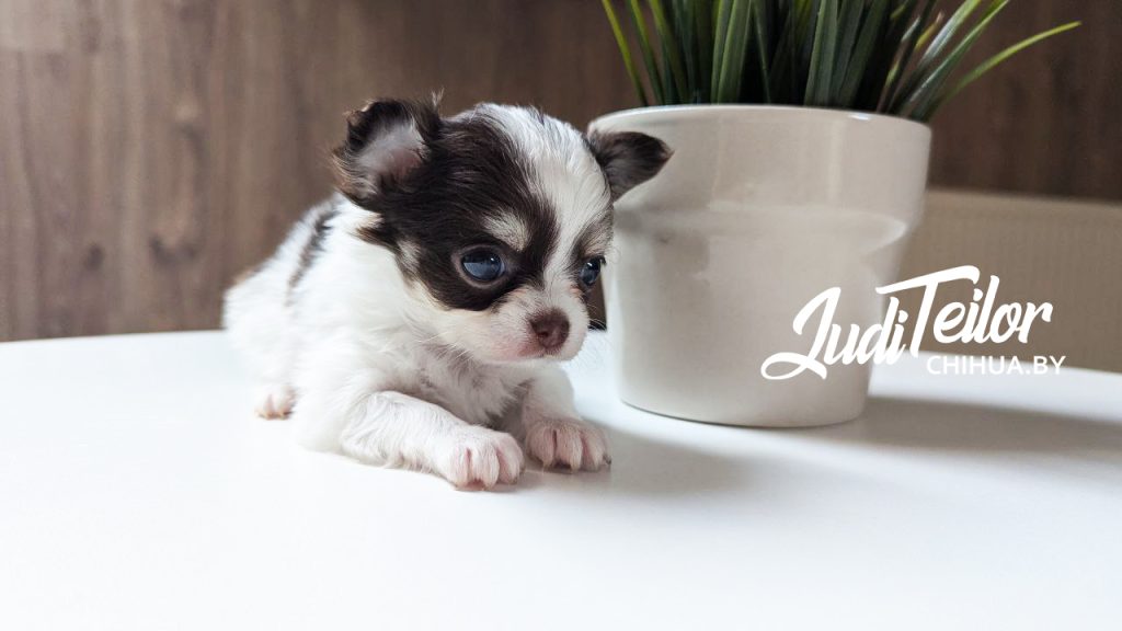 Фред Джуди Тейлор – длинношерстный мальчик – шоколадный триколор – резерв Германия