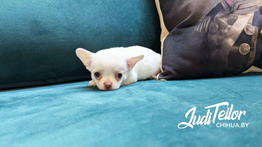 Тедди Джуди Тейлор – короткошерстный мальчик – резерв Беларусь