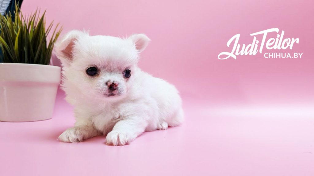 Роки Джуди Тейлор – длинношерстный кремовый мальчик